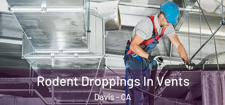  Rodent Droppings In Vents Davis - CA